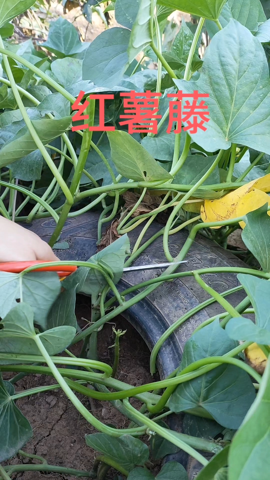 红薯藤