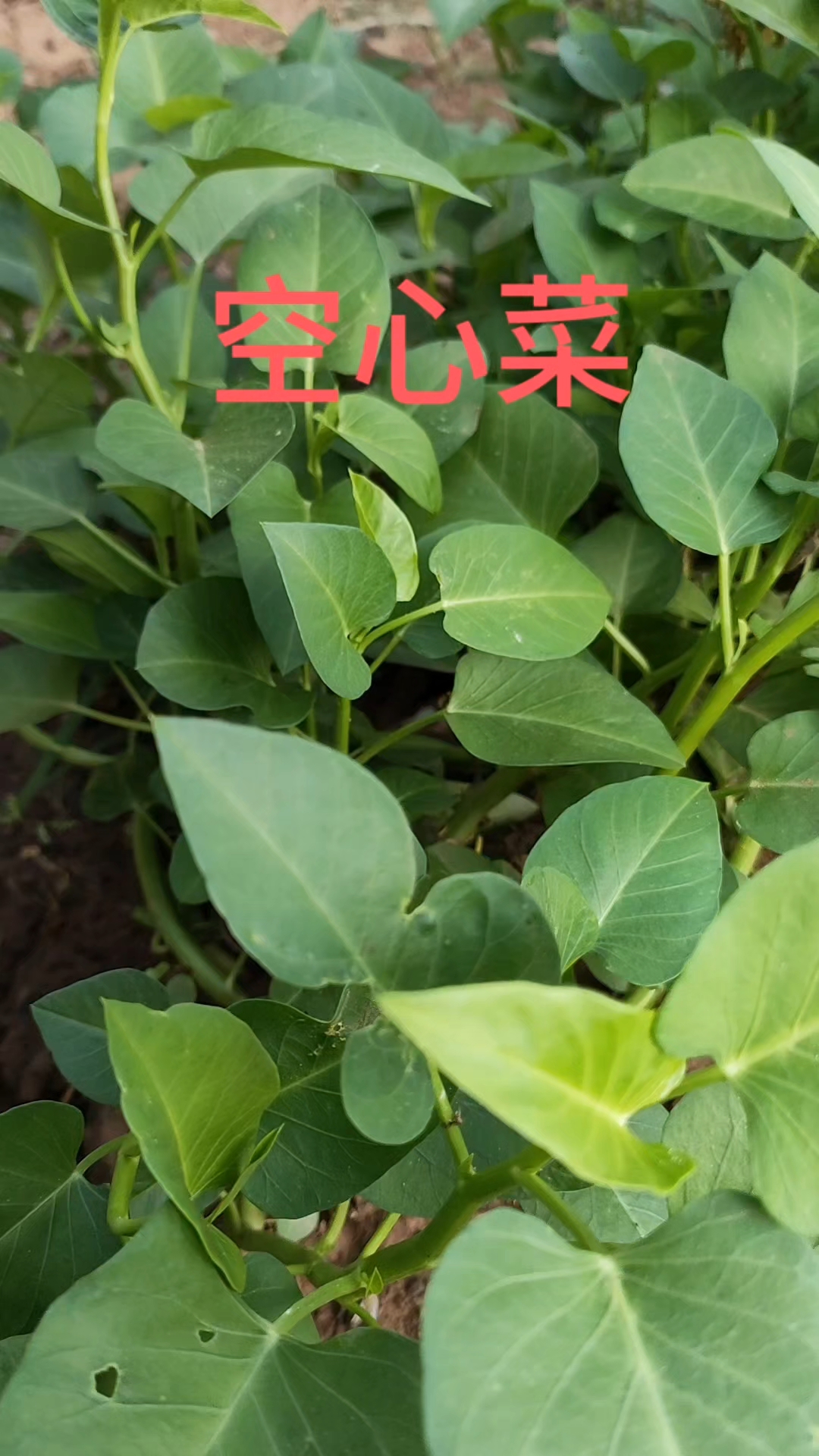 空心菜