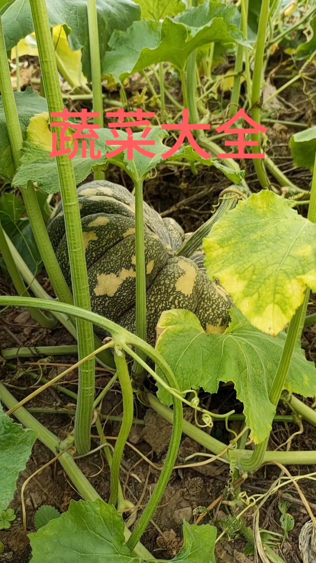 蔬菜大全