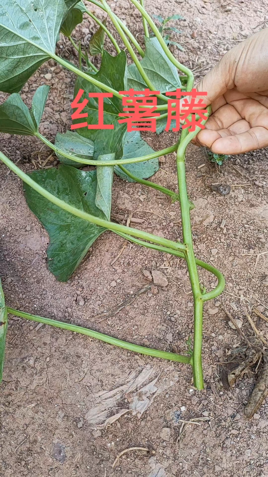红薯藤