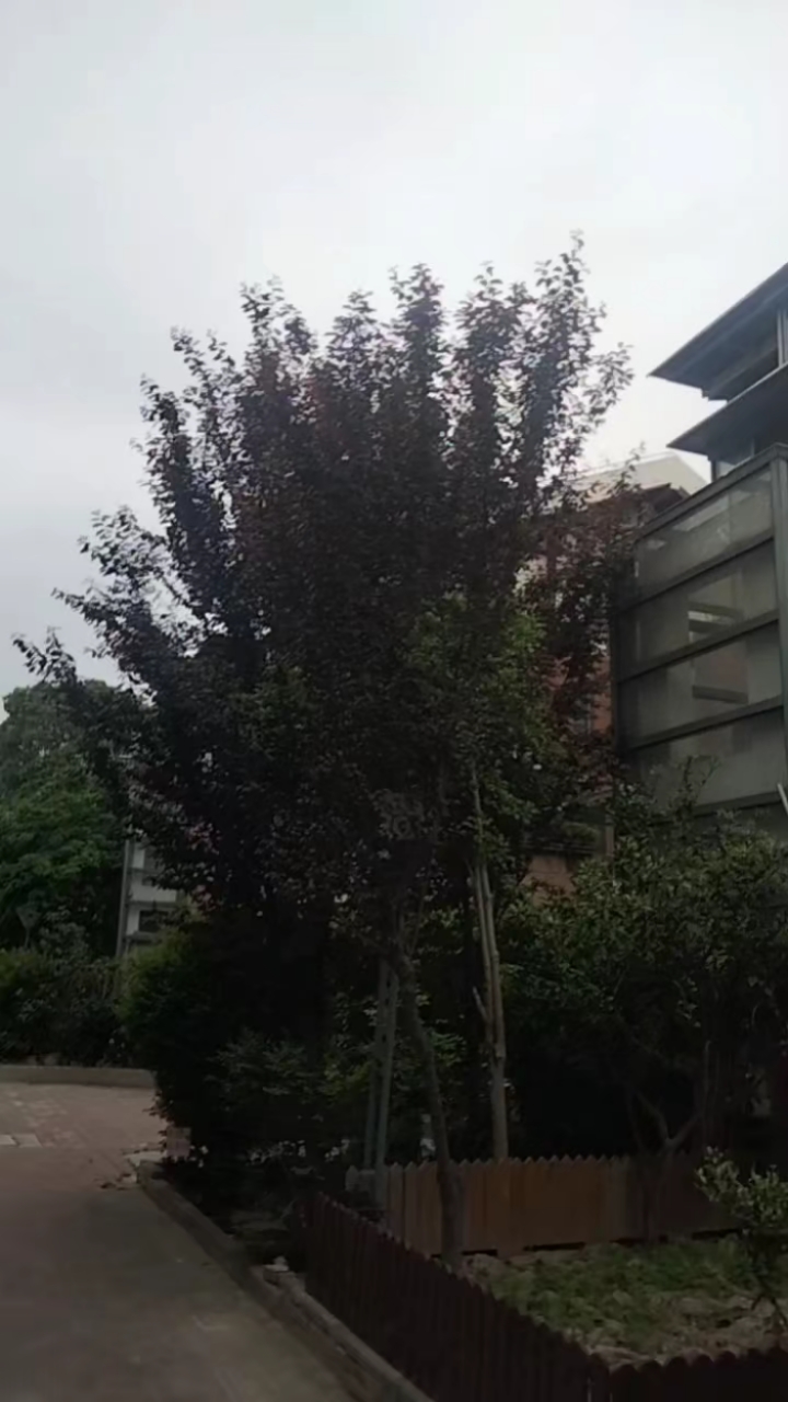松江东渡海派青城小区内景