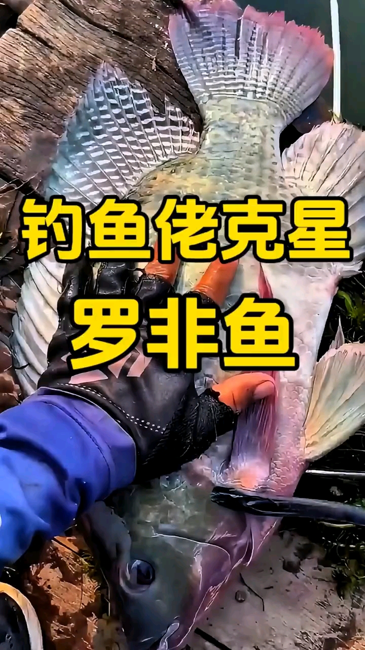 天天嫌弃罗非泛滥，为啥自己一条钓不到？ #鱼获满满# #钓罗非# #野钓罗非鱼#