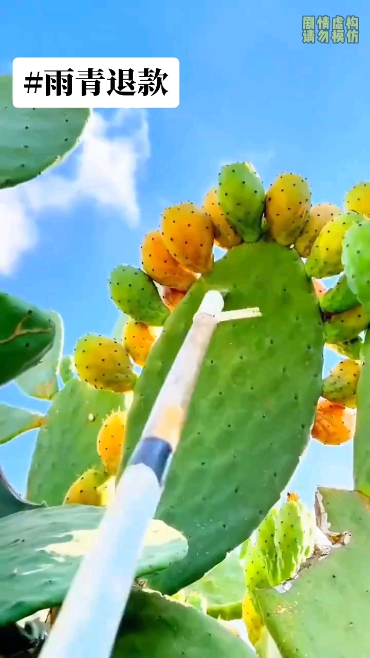 《雨青退款》厚续失口,乎(刚完结,冲鸭!)#小说推荐 #宝藏