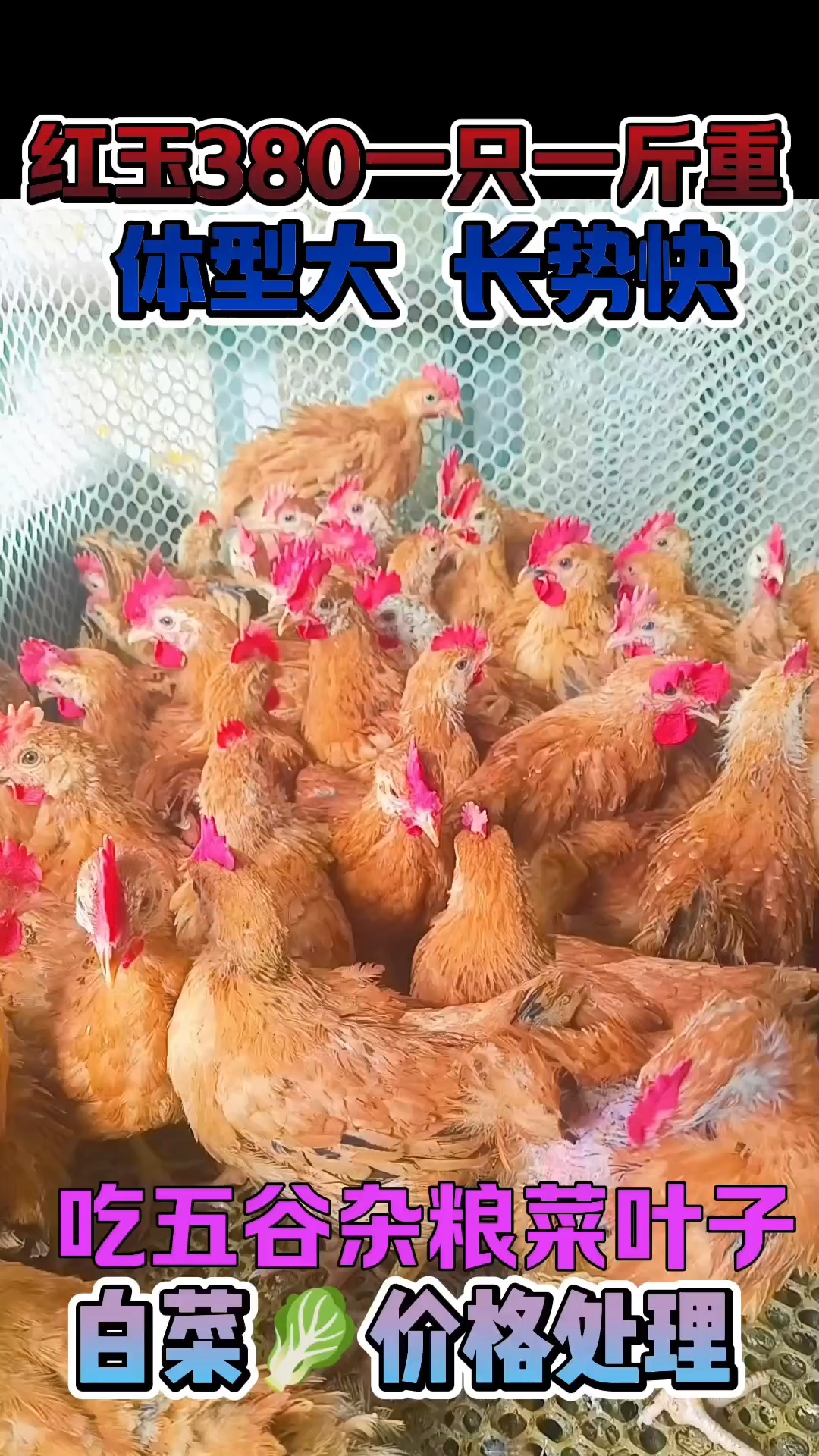 红玉380大红公鸡苗,成年可长14斤