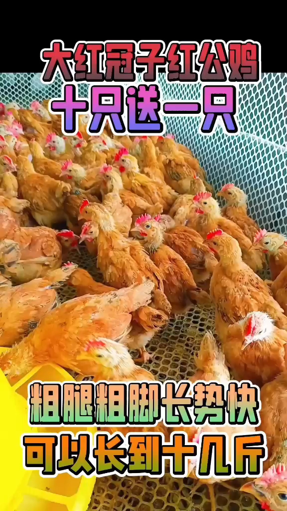 红玉公鸡五谷杂粮好饲养