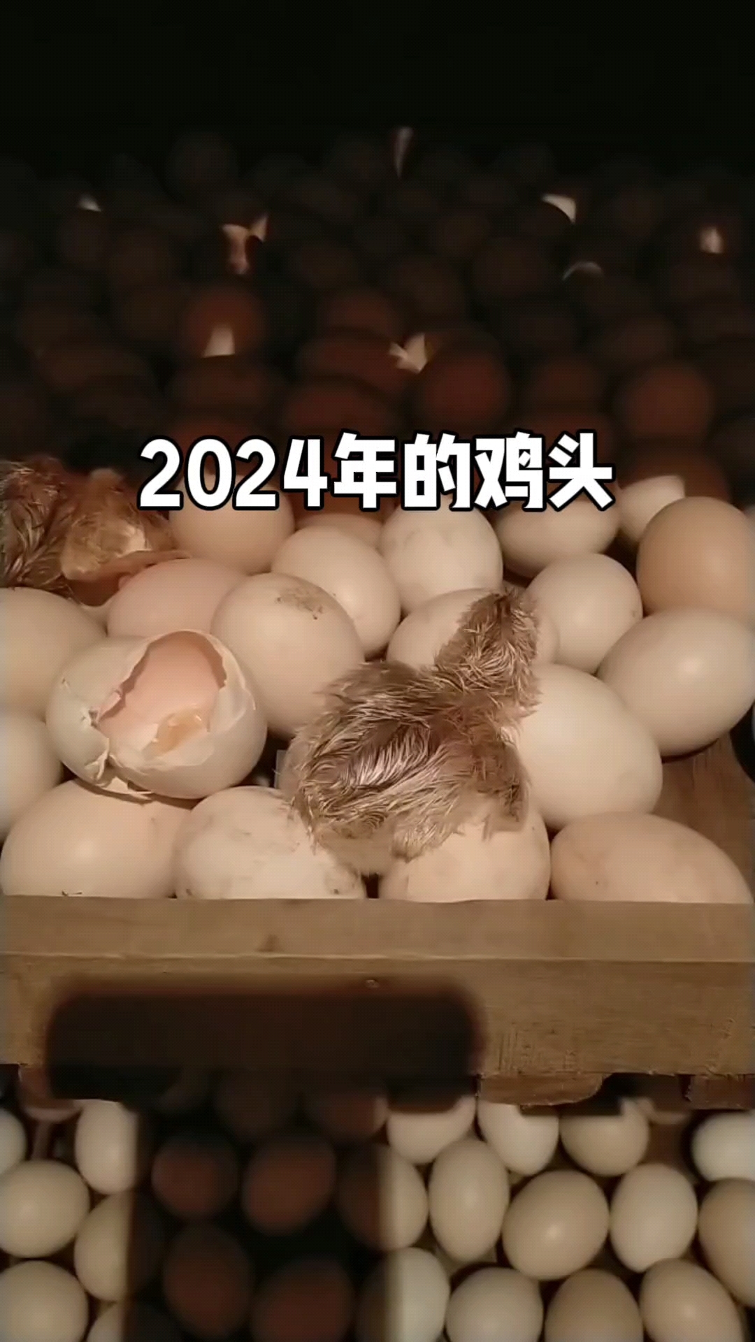 长期提供正宗的笨鸡苗,旧城小笨鸡!