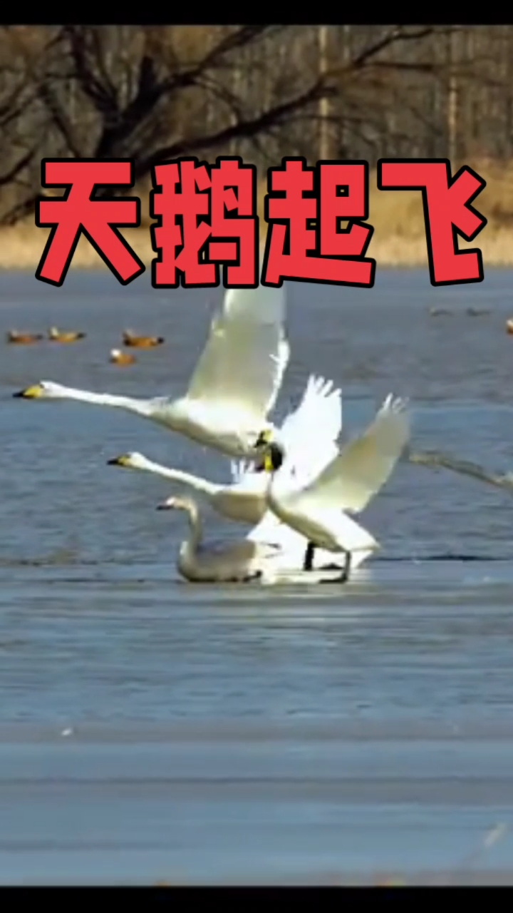天鹅起飞
