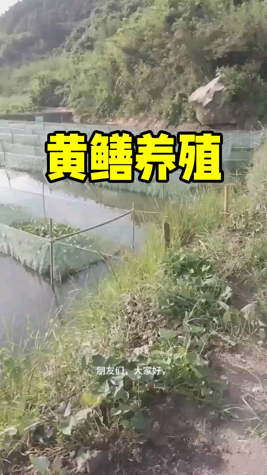 外塘网箱养殖黄鳝