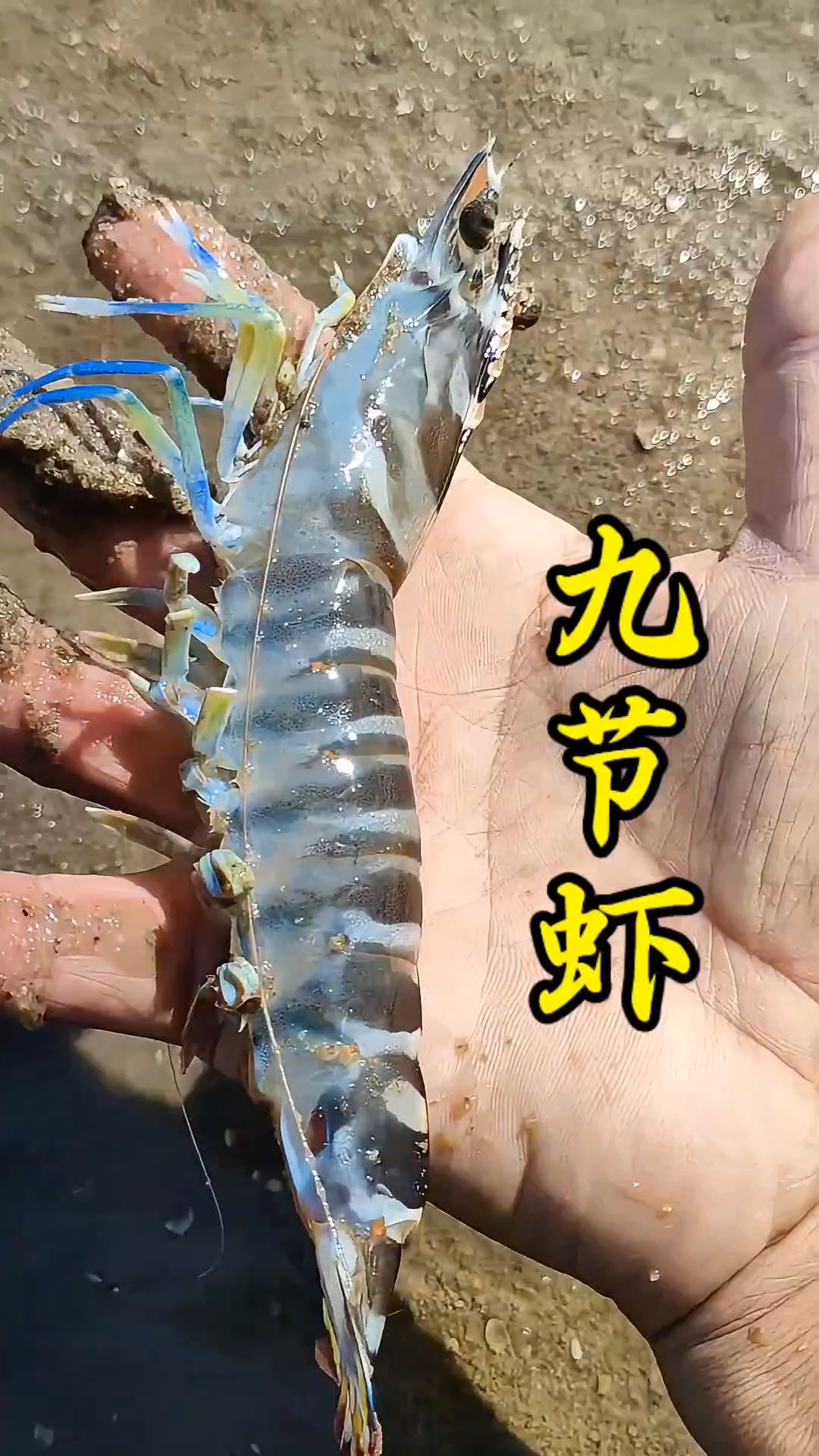 小渔赶海闯进深海区,九节虾四处窝藏,捡到手软