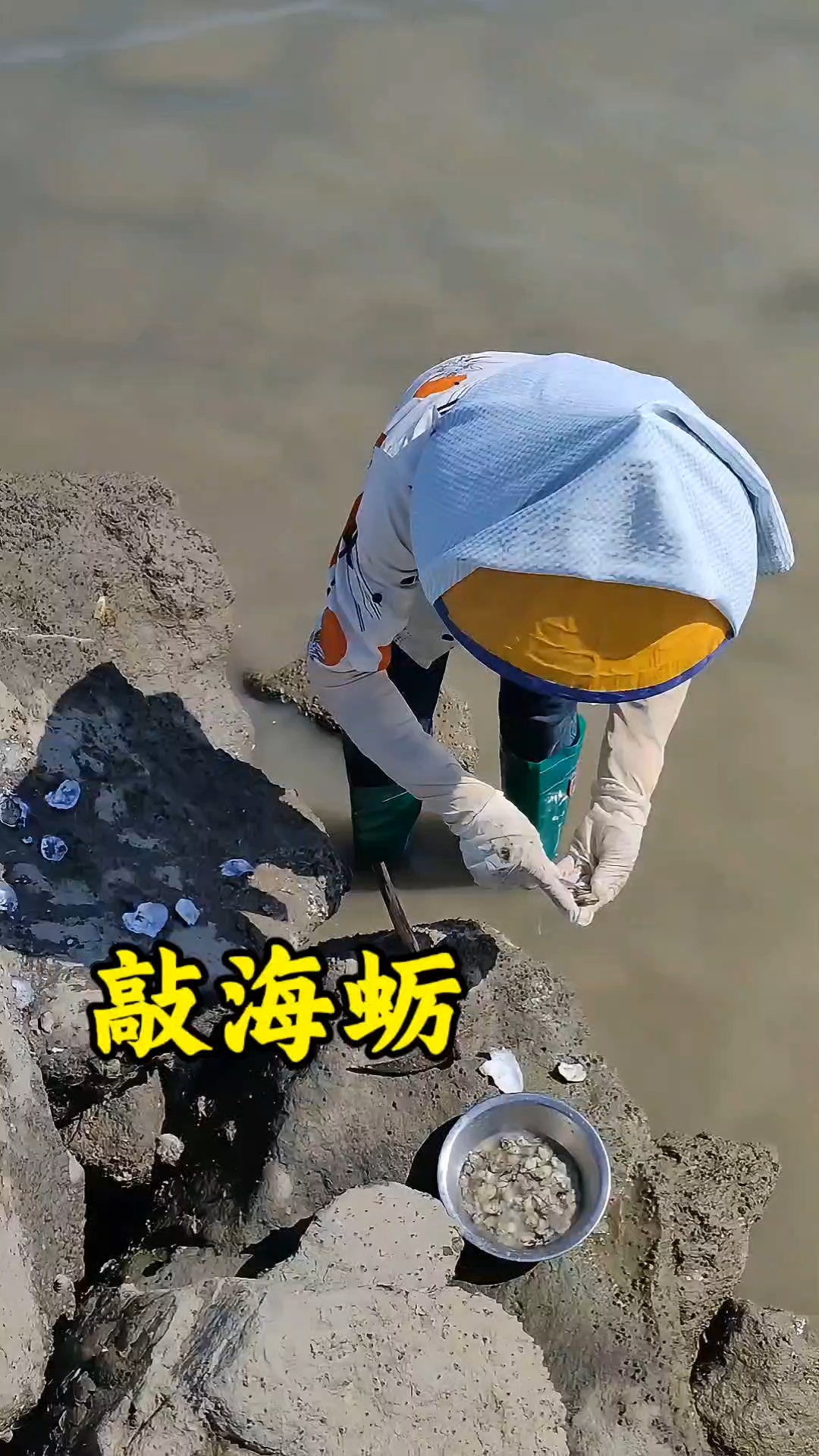 每年这个时候,海蛎开始肥了,它的营养价值胜过生蚝