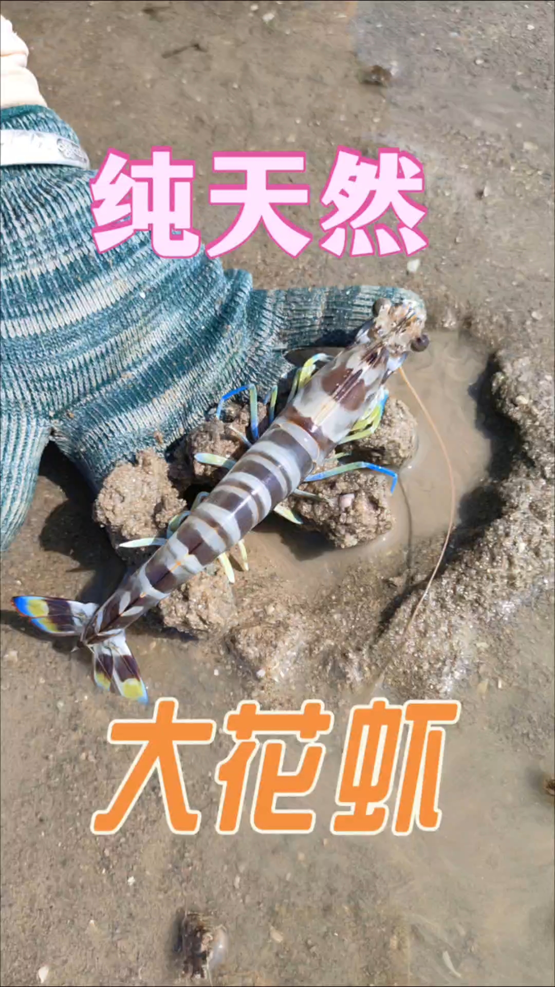 北风呼啸，大虾竟然藏在网底下，太好捉了