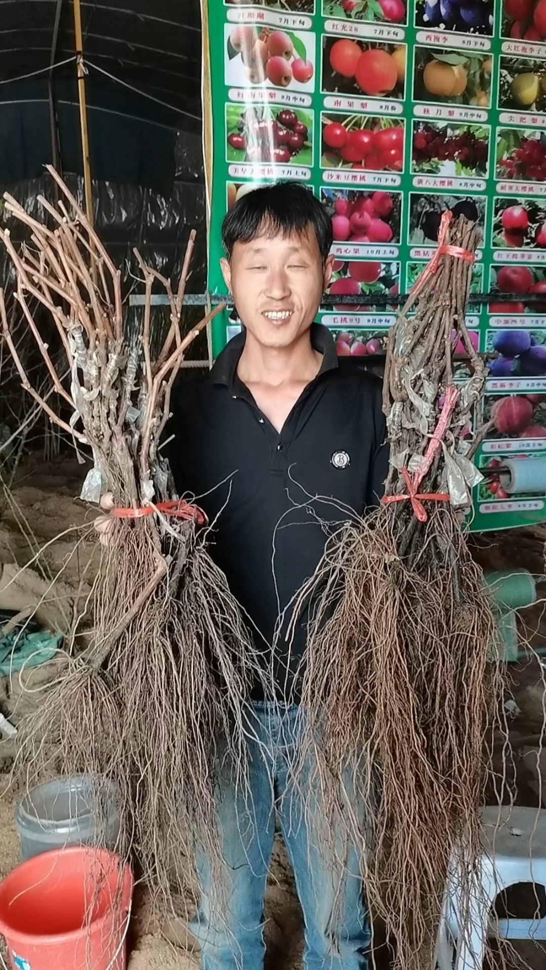 阳光玫瑰葡萄树树