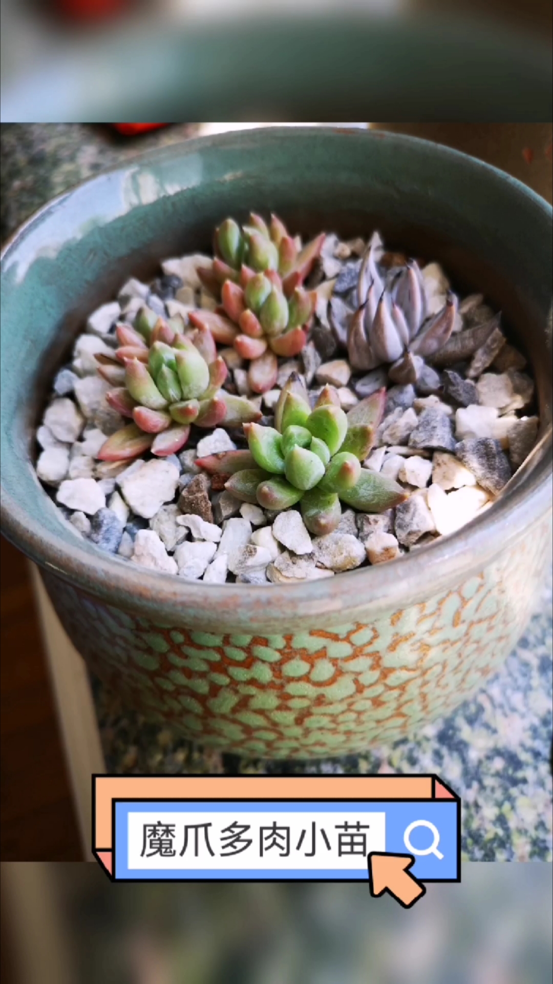 记录25年5月我又新入手一颗多肉小苗魔爪,期待能绽放它的美