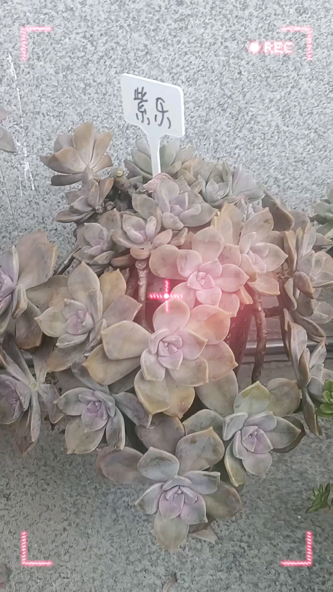 没想到底部没有漏水孔的盆,养多肉会养的这么好