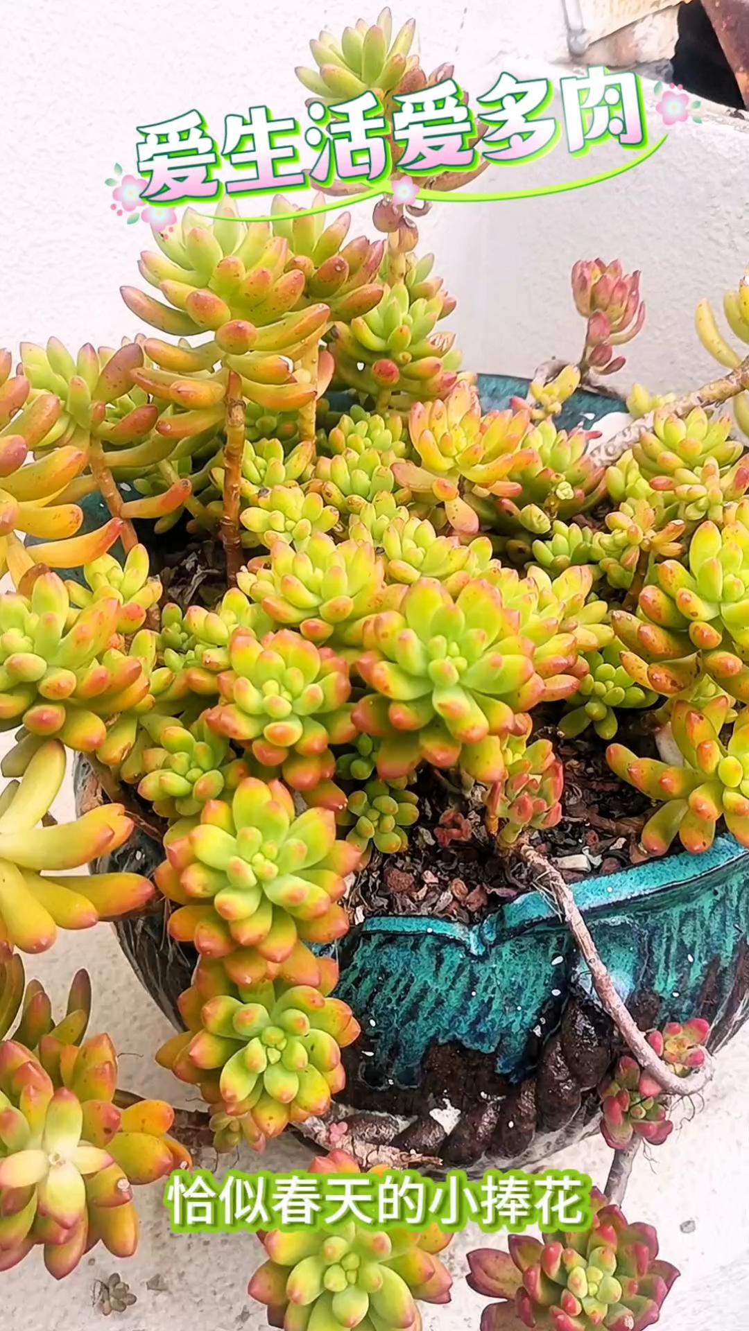  春萌,肉如其名,春天的第一抹萌动