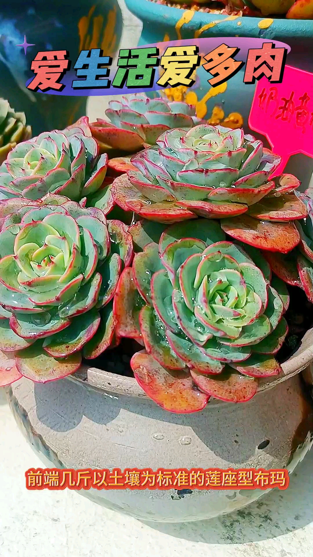 奶油黄桃一款玫瑰花型的多肉