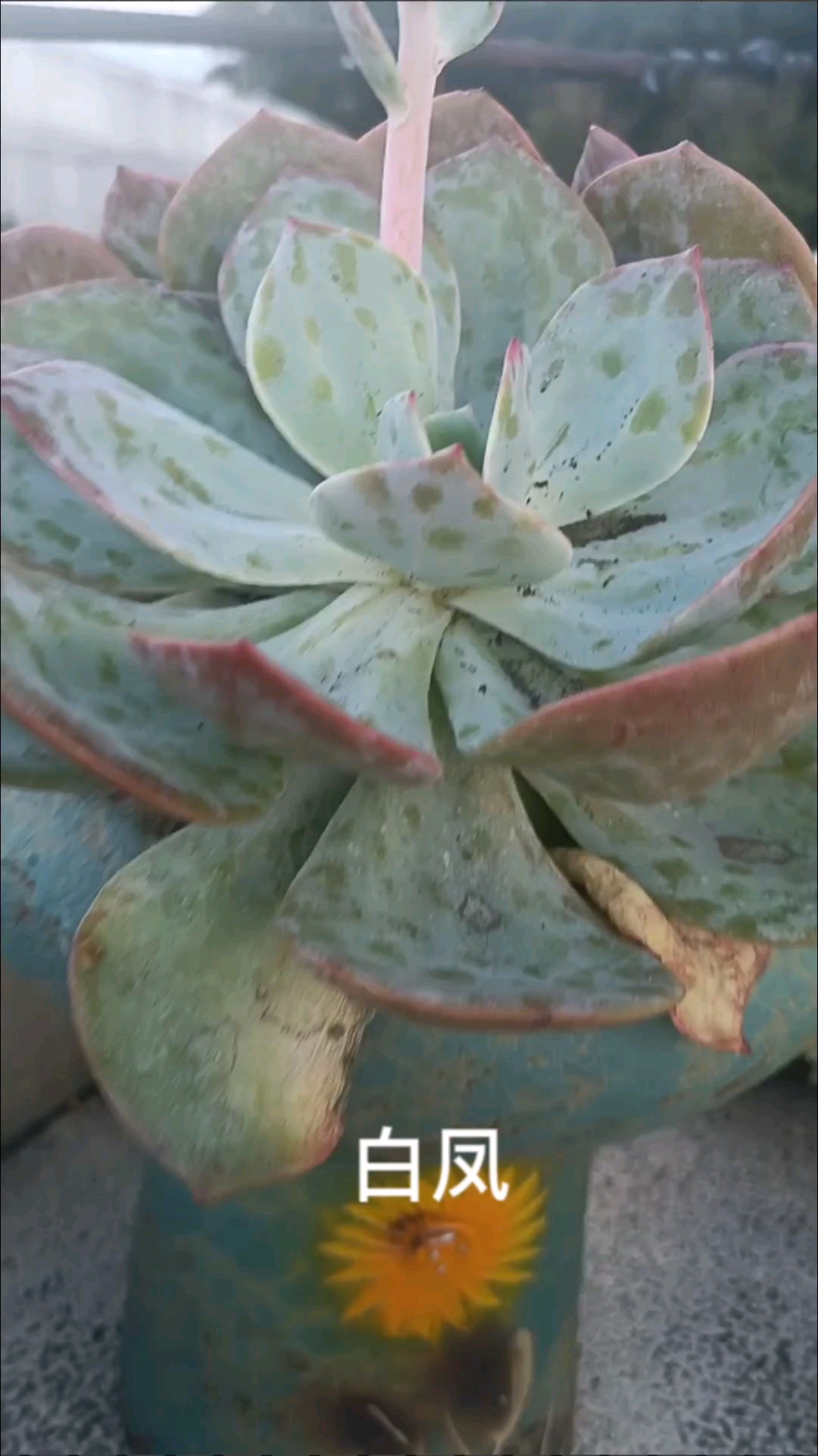 面朝大海,吹着海风养的多肉长的还不错