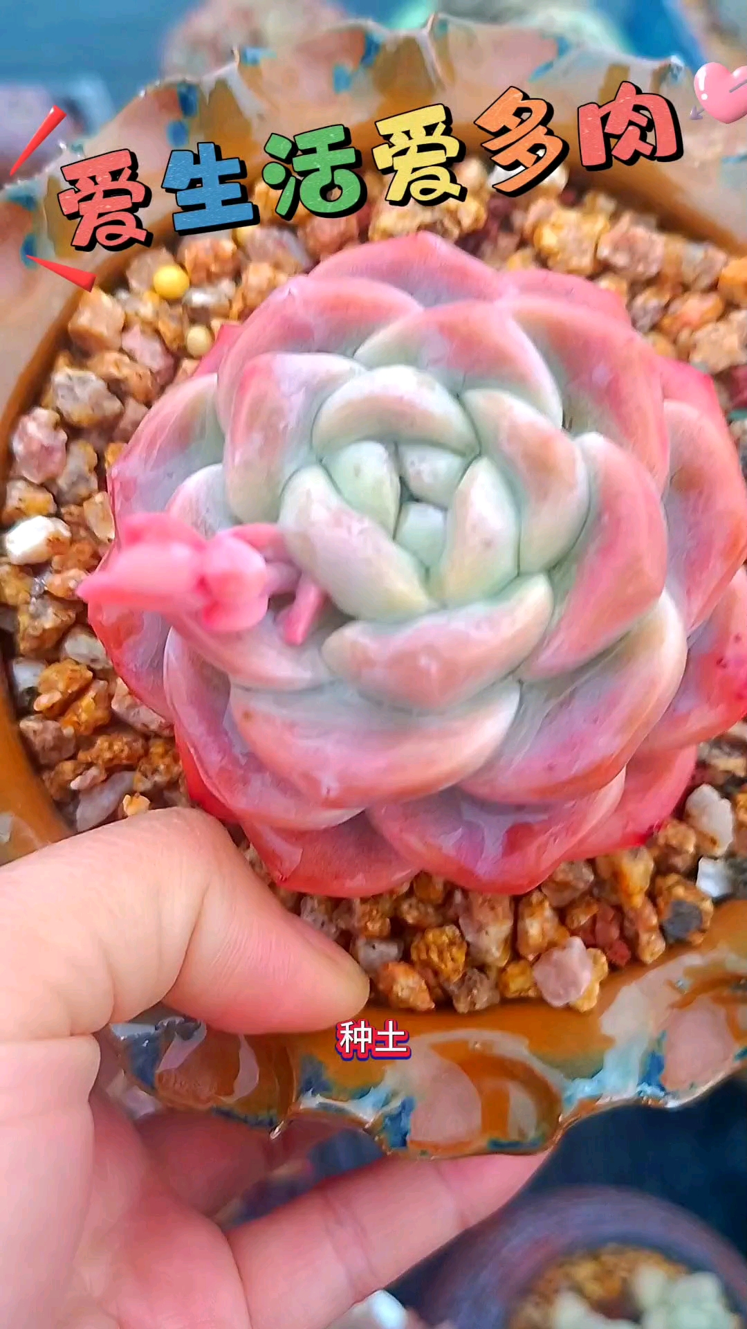 精控的多肉养护虽然要难点,但是颜值真的很高