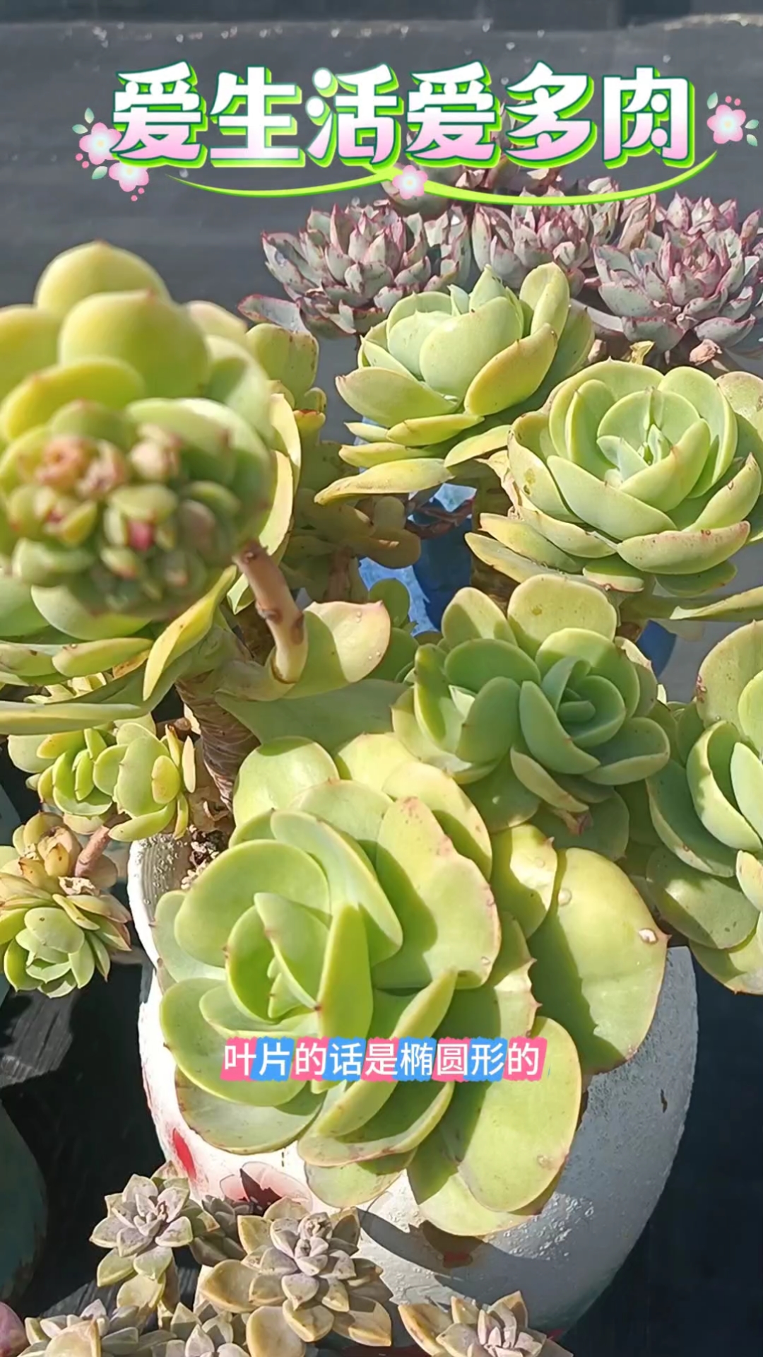 都说养花是一场修行,这盆碧桃多肉便是我满心修行的治愈。