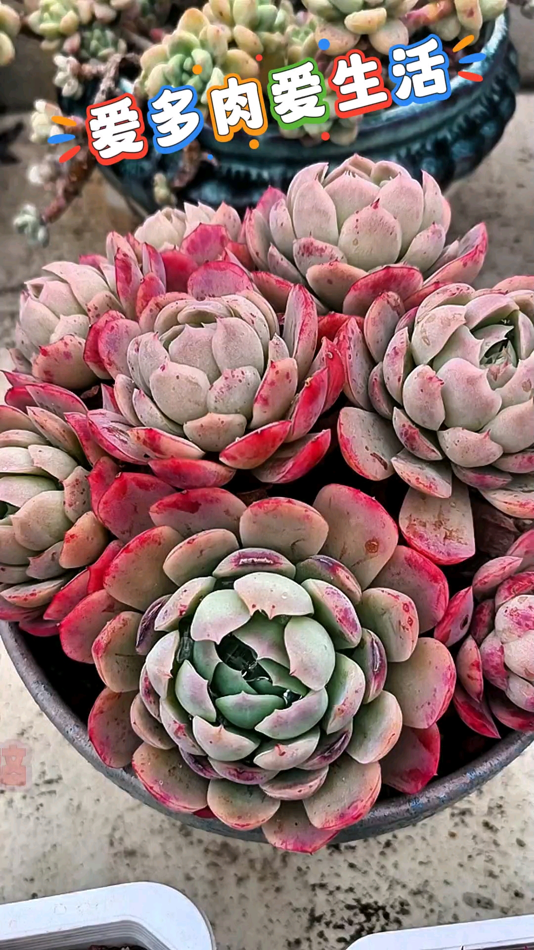 贝瑞是多肉里的颜值担当,且是一种香型的多肉。给点阳光它就灿烂