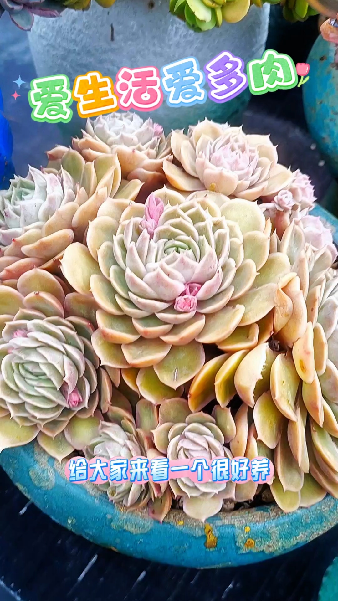 多肉坑里打了这么久滚,昂斯诺真是我心头的白月光。对环境不挑