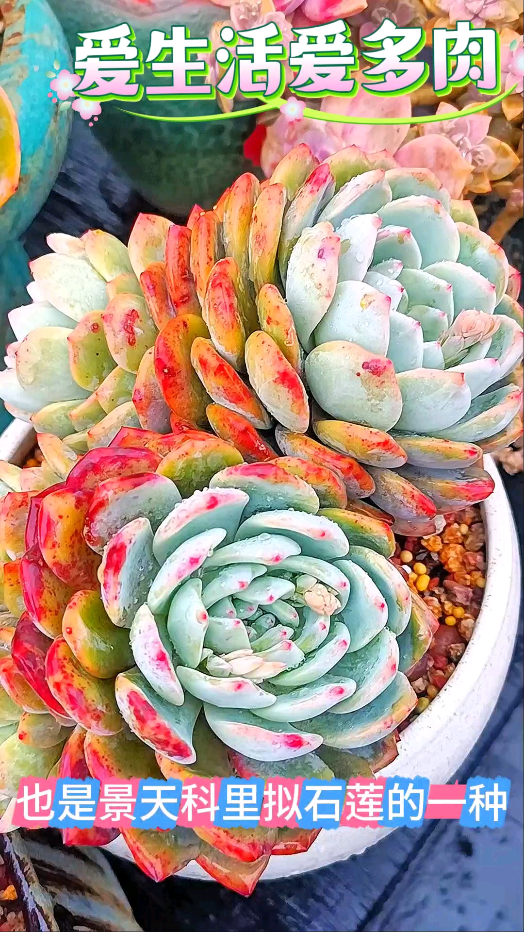 被多肉“绑架”的生活,每天都要看看我的心头好——橙子多肉。