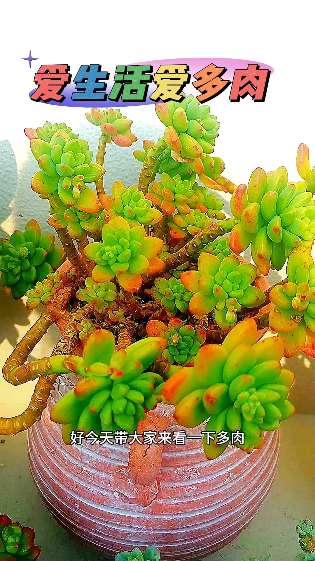 多肉也是有香味的,给大家介绍三种香型的多肉