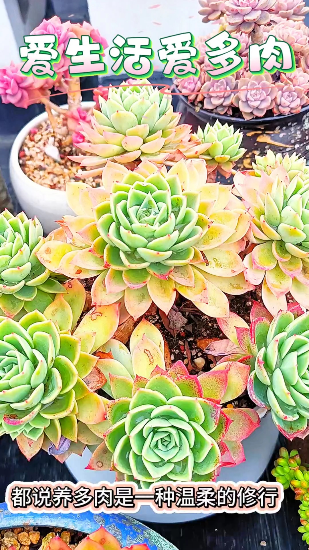 养多肉是一场温柔的修行,这盆三色堇见证了我从小白到养多肉老手