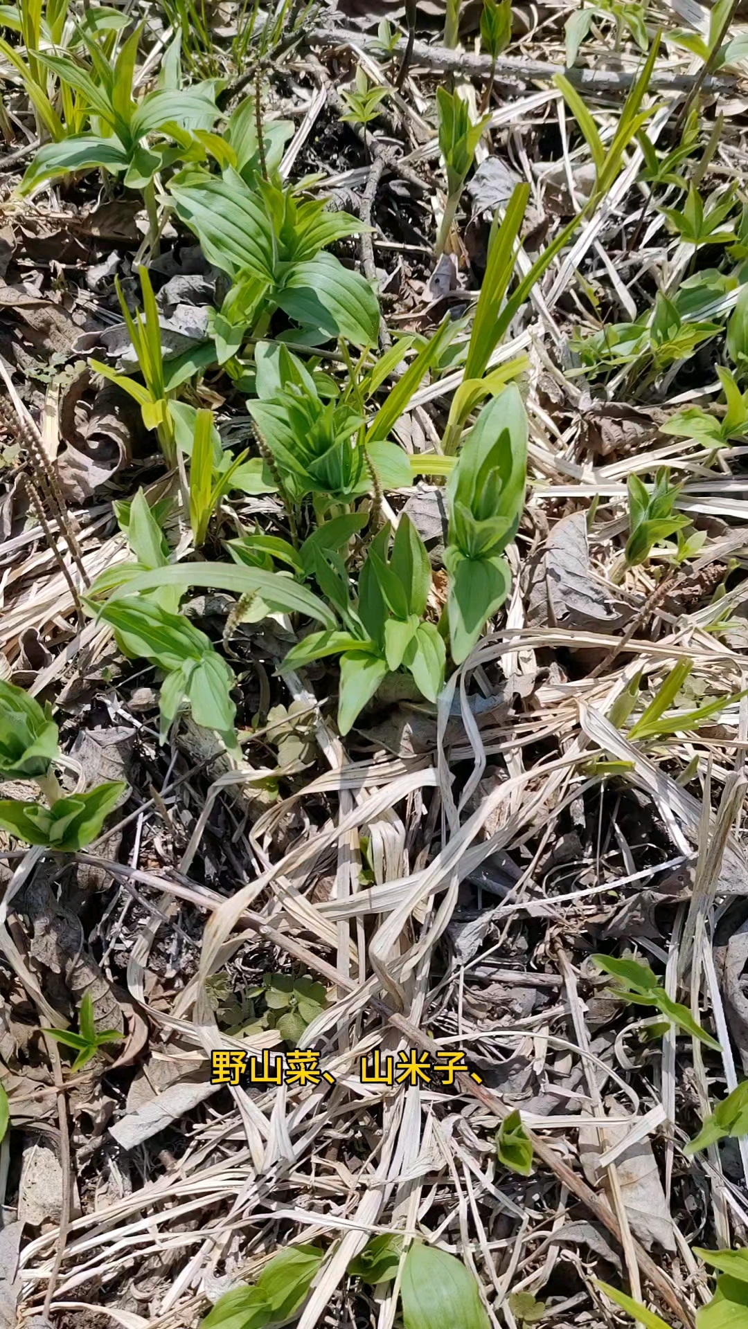 延边的山野菜开始上市