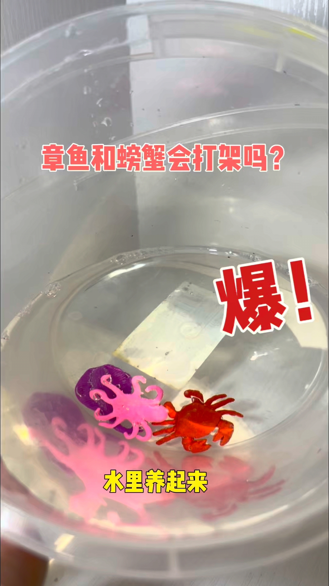 把章鱼和螃蟹放在一起,会打架吗?