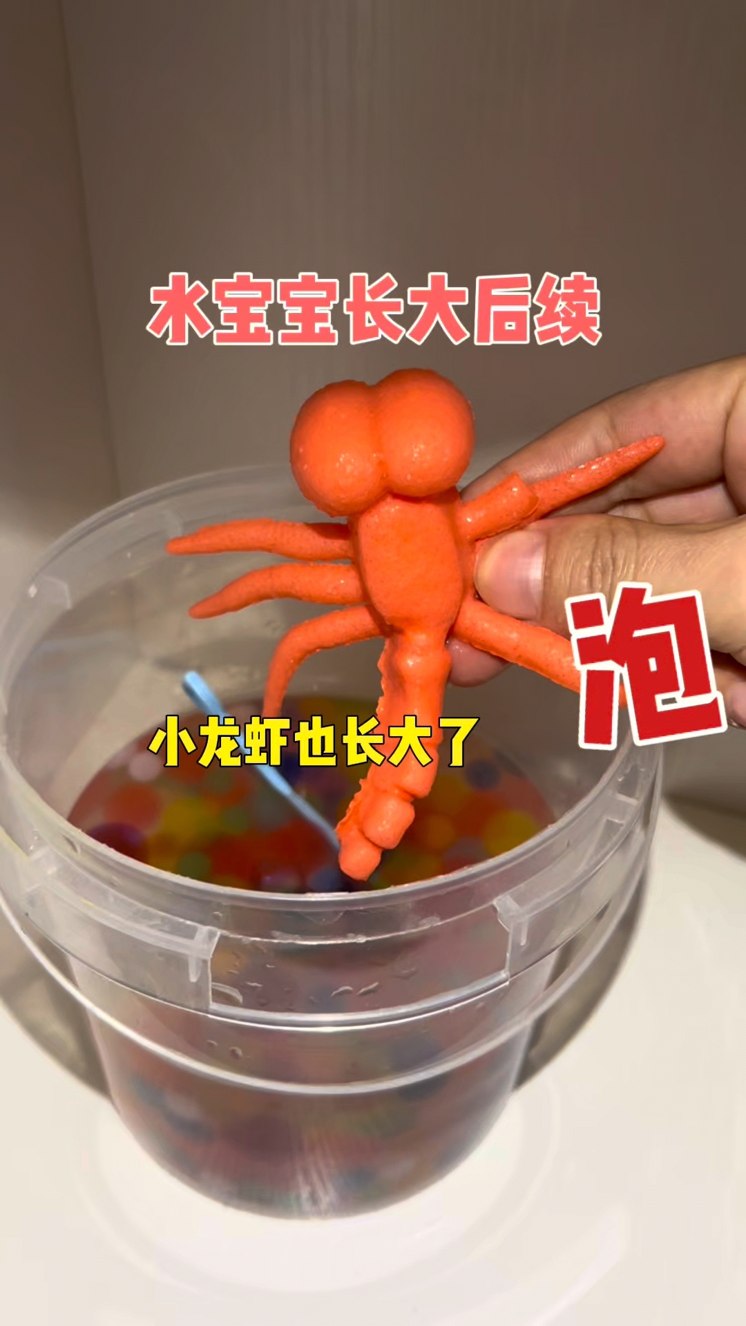 水宝宝和龙虾长大了,给龙虾起个名字吧
