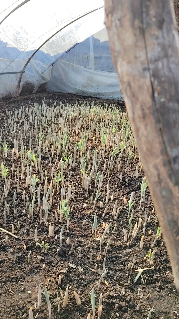 药食同源之春天的美味:学名鸡头黄精,俗称笔杆菜!