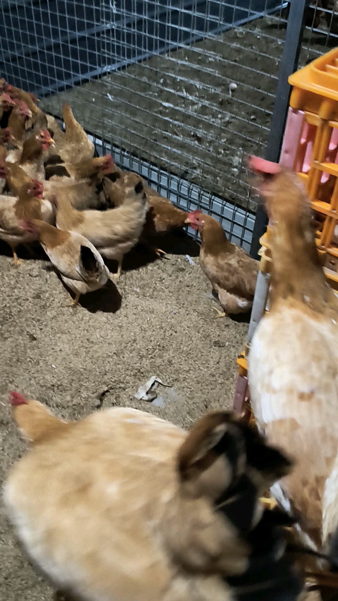 全杭州最低价土鸡,土鸡蛋,东北绿色蔬菜