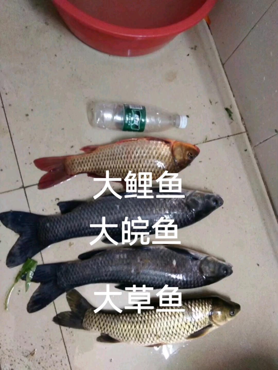 正是野钓黑皖鱼、草鱼的季节，你们有没有钓到#野钓# #草鱼# #皖鱼#