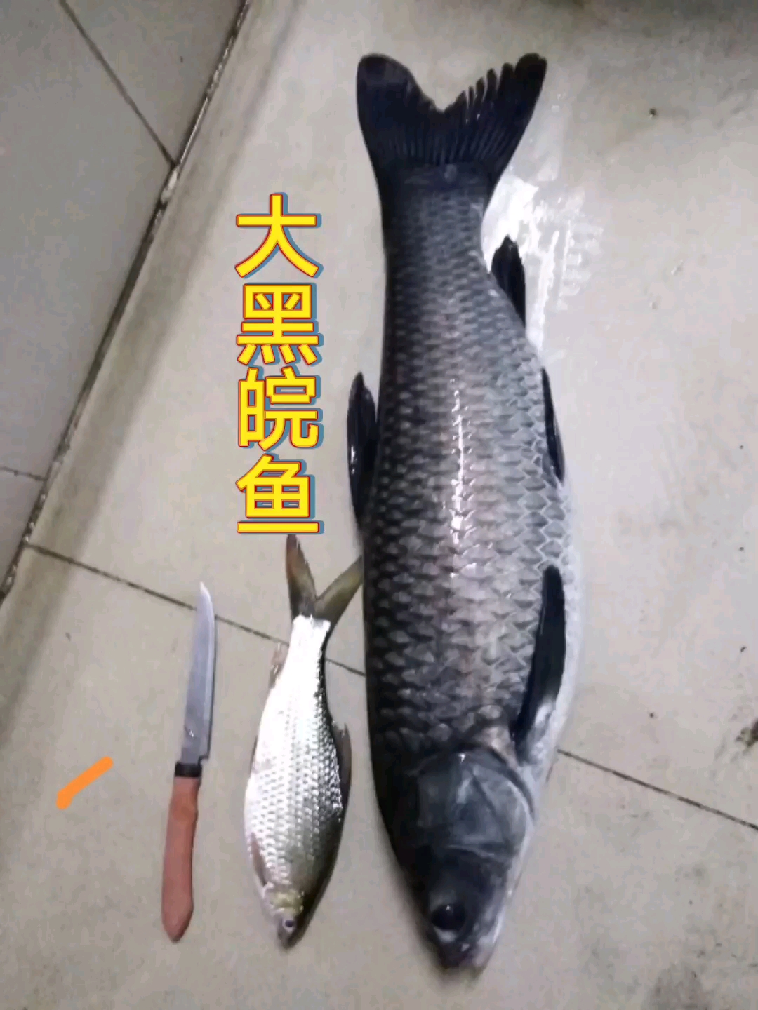 又是野生大黑皖鱼，今年最大的一条。#野钓# #皖鱼# #2026dou来钓鱼#
