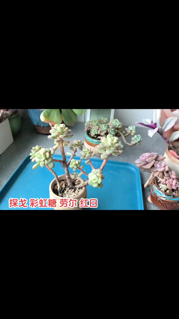 有多肉的陪伴真好