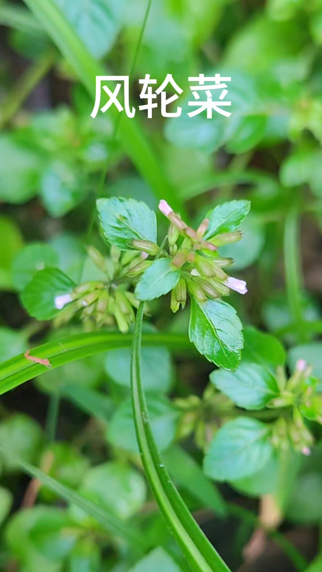 风轮菜别名九层塔