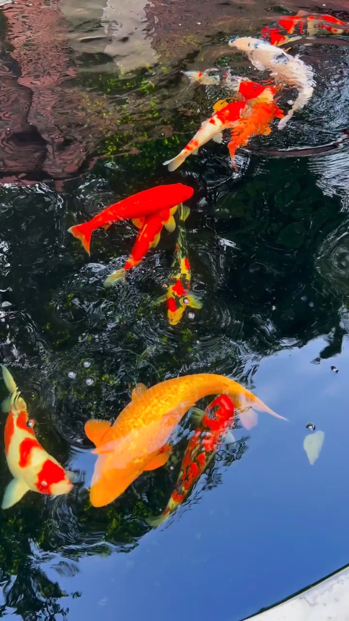 自家养的锦鱼，愿好事发生