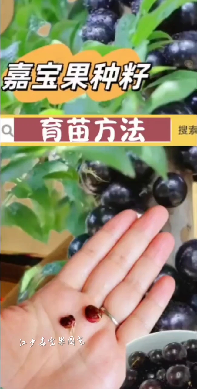 嘉宝果育苗篇‖嘉宝果种子育苗方法
