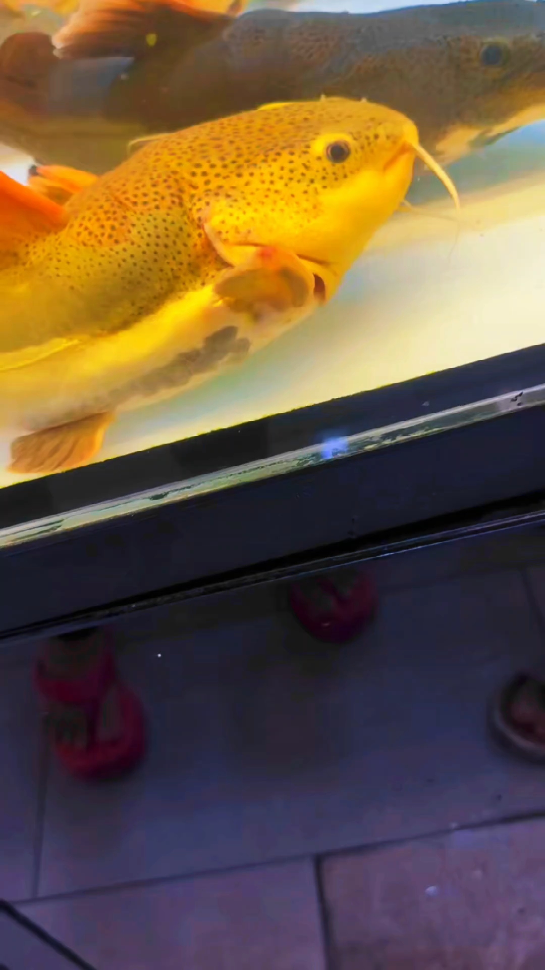 短身招财猫35公分