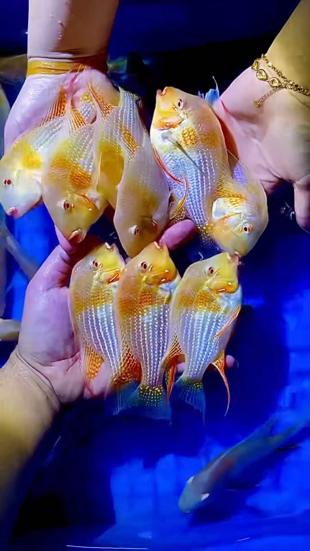 红眼白子关刀,12-14厘米龙虎最佳搭档