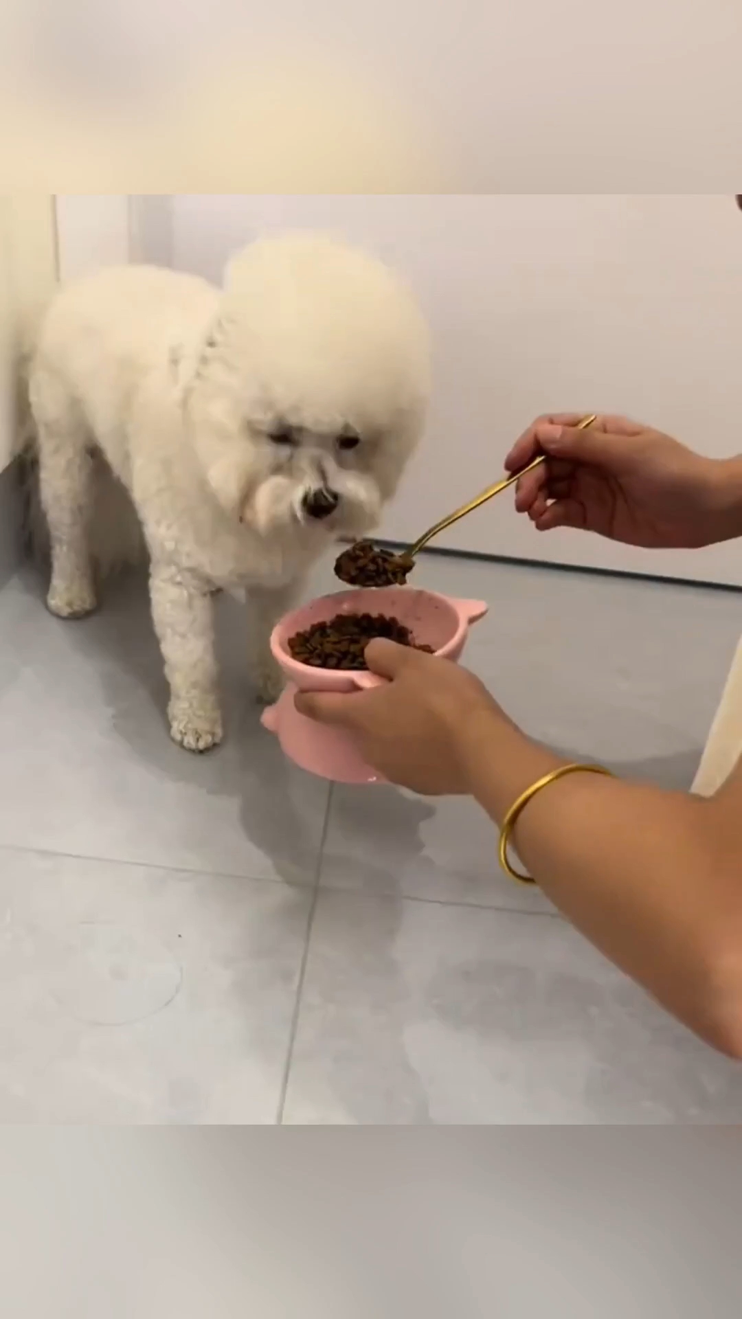 比熊上火吃什么狗罐头好?选对狗主食罐,轻松告别眼屎多泪痕重