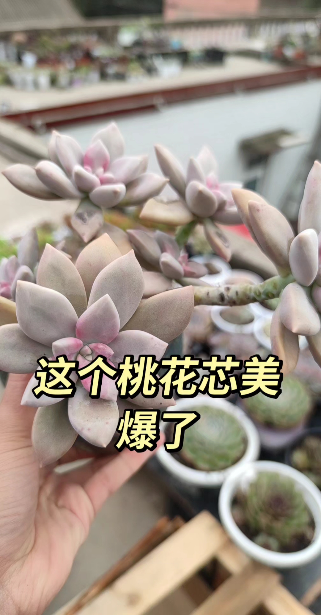 幽灵公主,整桩,从小苗带成老桩子,带盆20,出同城