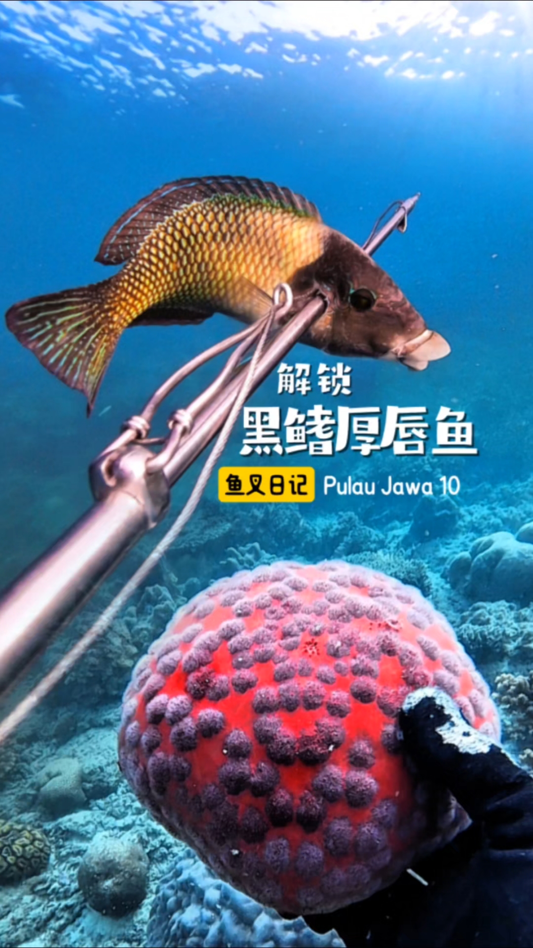 解锁黑鳍厚唇鱼。探索爪哇岛 第十集