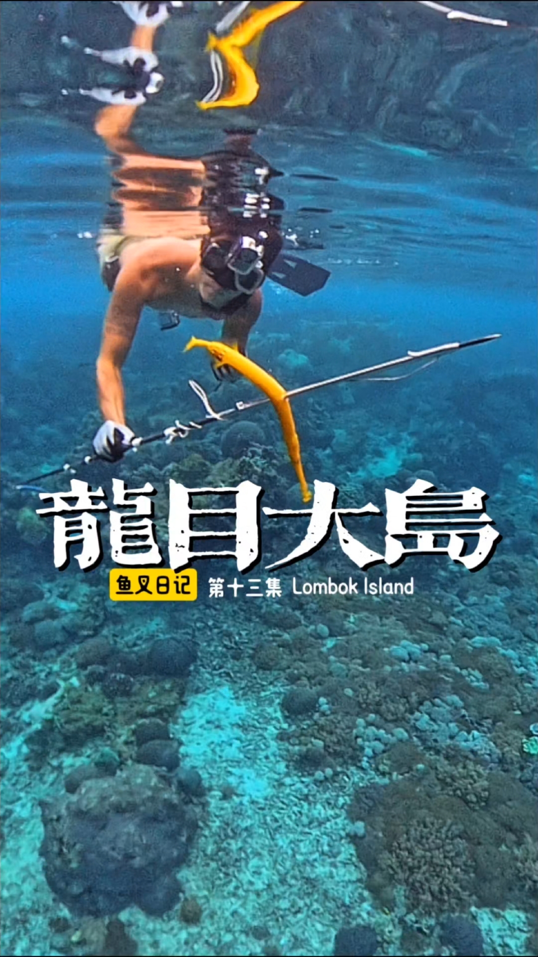 像金条的鱼,真好看