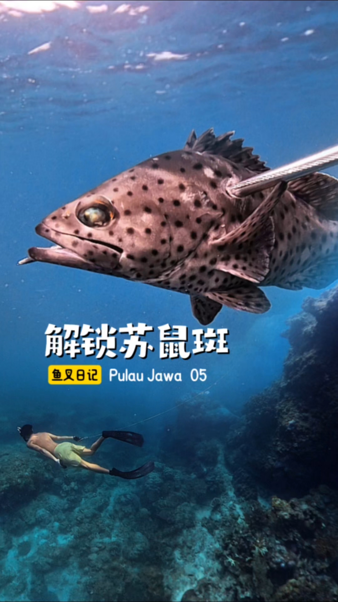 解锁苏鼠斑,五星大酒楼都吃不到啊。探索爪哇岛 第五集