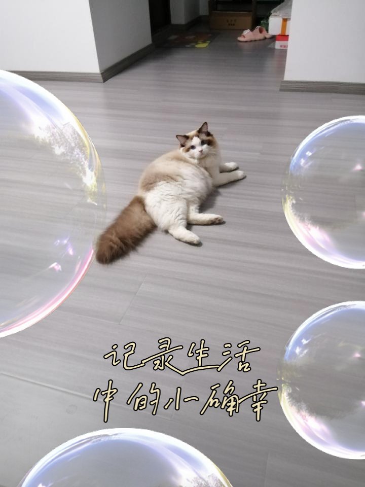 慵懒午后,一抹暖阳,静卧时光