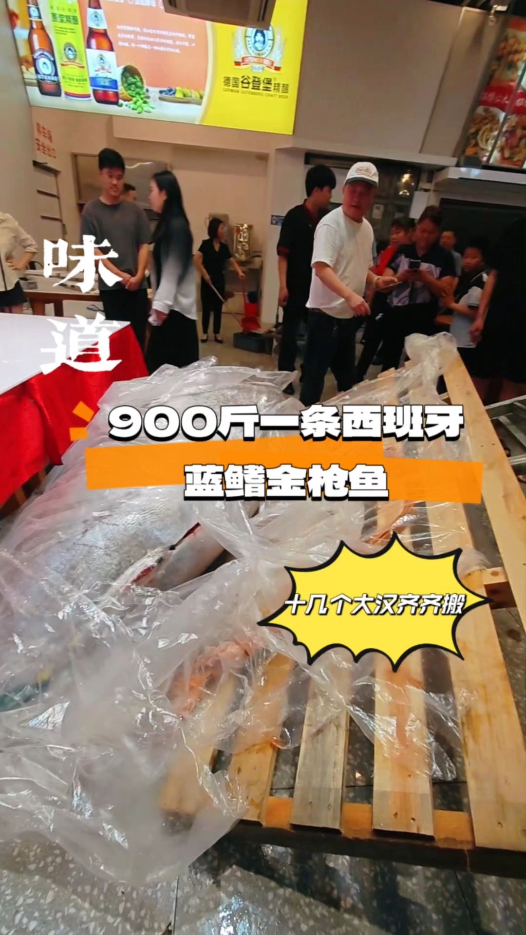 佛山|一条900斤的西班牙蓝鳍金枪鱼