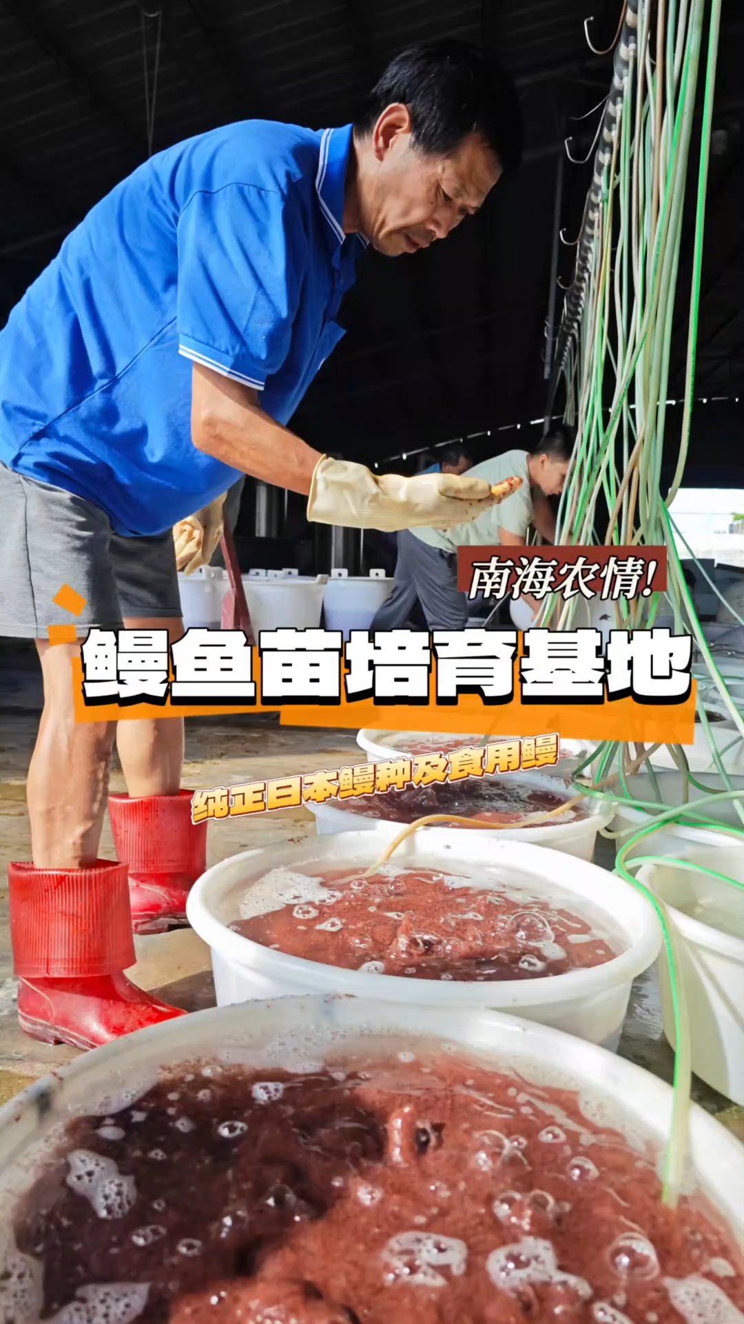 南海|九江鳗鱼苗养殖基地探秘