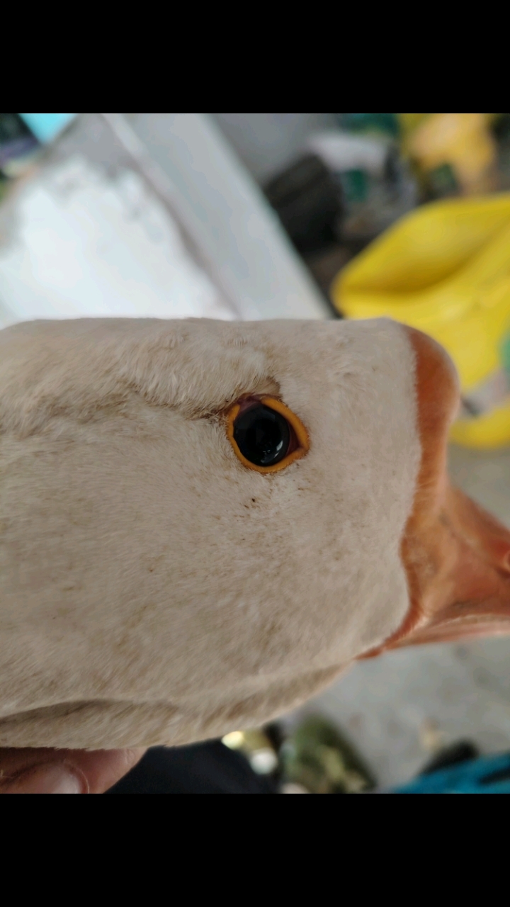 产蛋最多的鹅,就是豁眼鹅